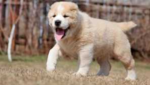 Alabai: отзиви за собственост и характеристики на породата